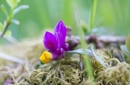 Kräuter- Erwachen rund um den Zischghof 