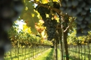 Delizie d'autunno