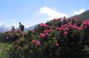 La Fioritura delle Rose Alpine