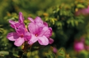 La fioritura dei rododendri