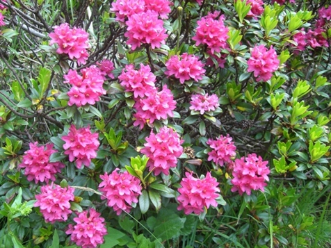 Alpenrosenblüte
