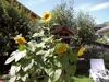 Appartements Hofer - Villa Bassa - Alta Pusteria Immagine 6