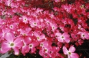 Cornus Week