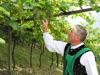 Pension Petaunerhof - Schenna - Meran und Umgebung Bild 13