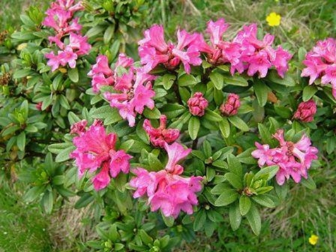 rose alpine