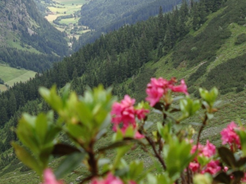 image: Alpenrosenblütenwochen