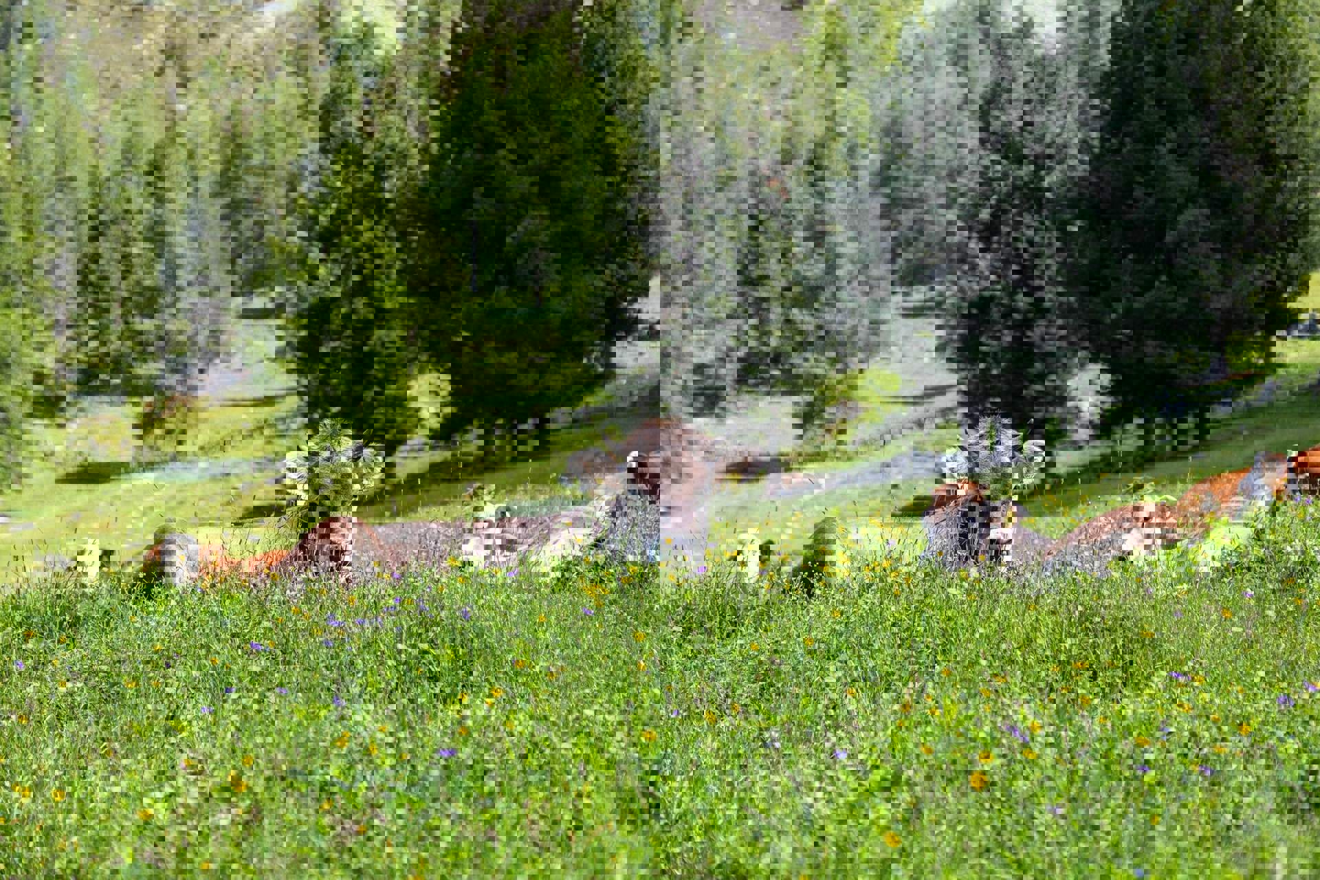 Alpine idyll on the Nörderberg mountain in Naturns Alpine idyll on the Nörderberg mountain in Naturns