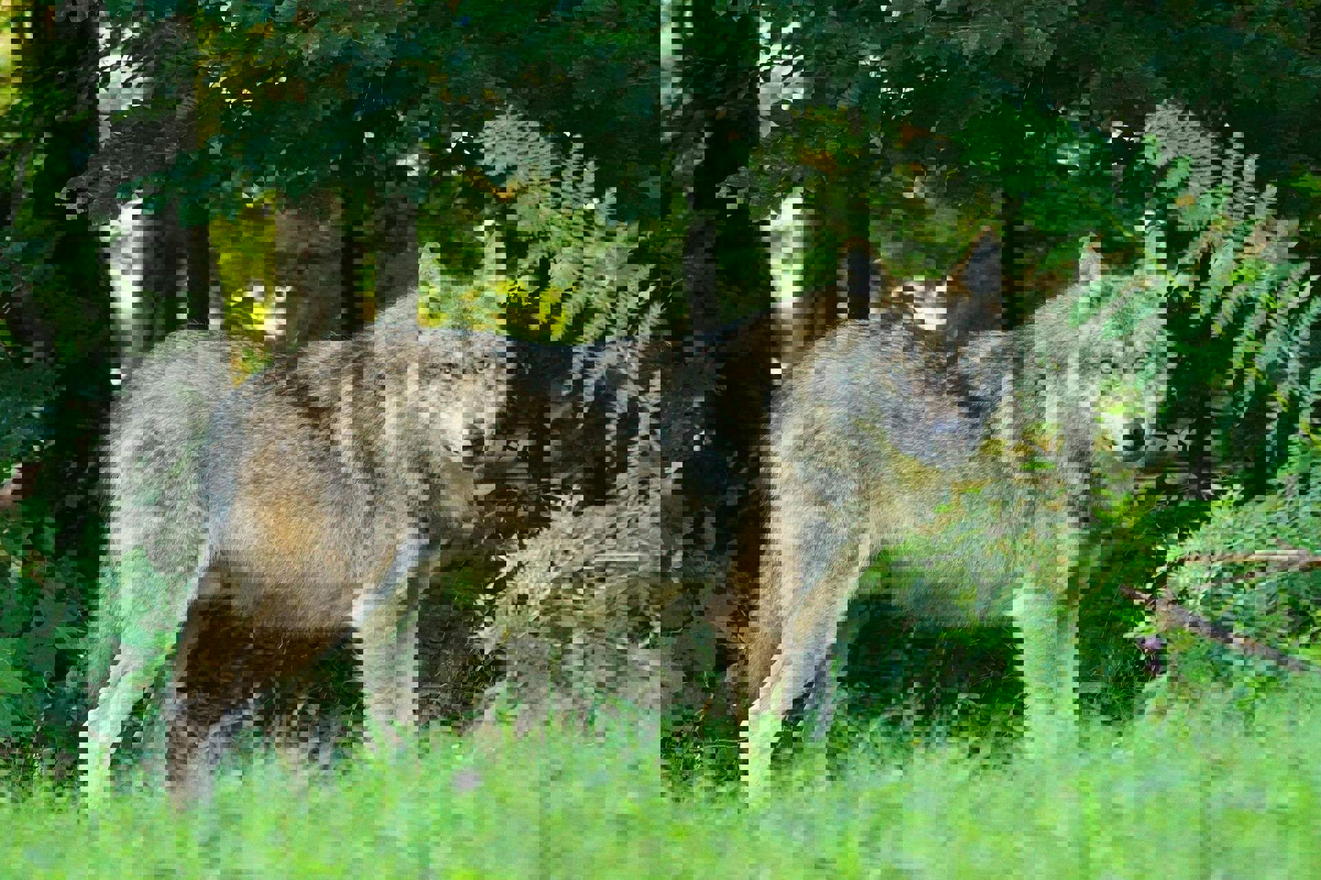 Animali selvatici in Alto Adige - Come comportarsi Animali selvatici in Alto Adige - Come comportarsi