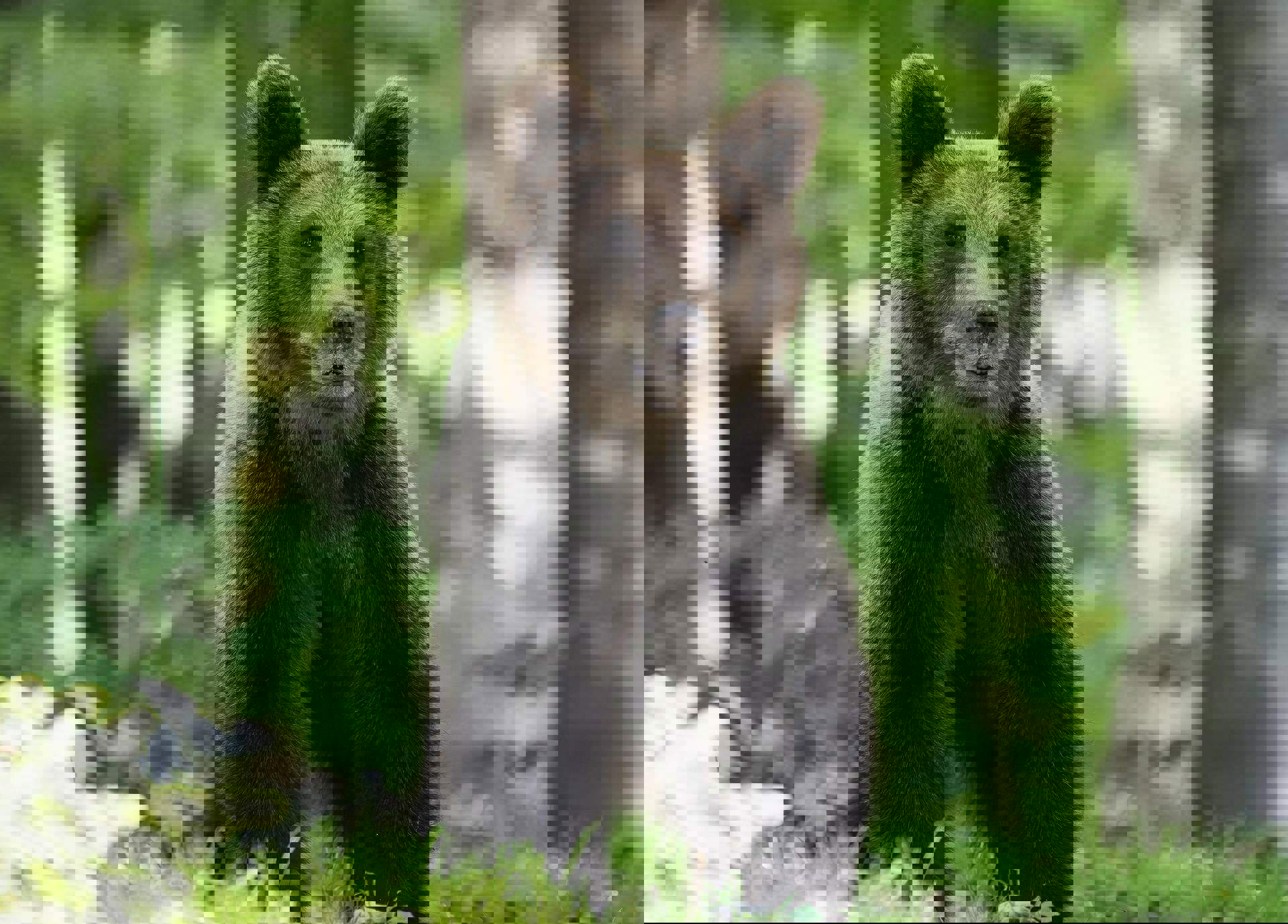 Animali selvatici in Alto Adige - Come comportarsi Animali selvatici in Alto Adige - Come comportarsi