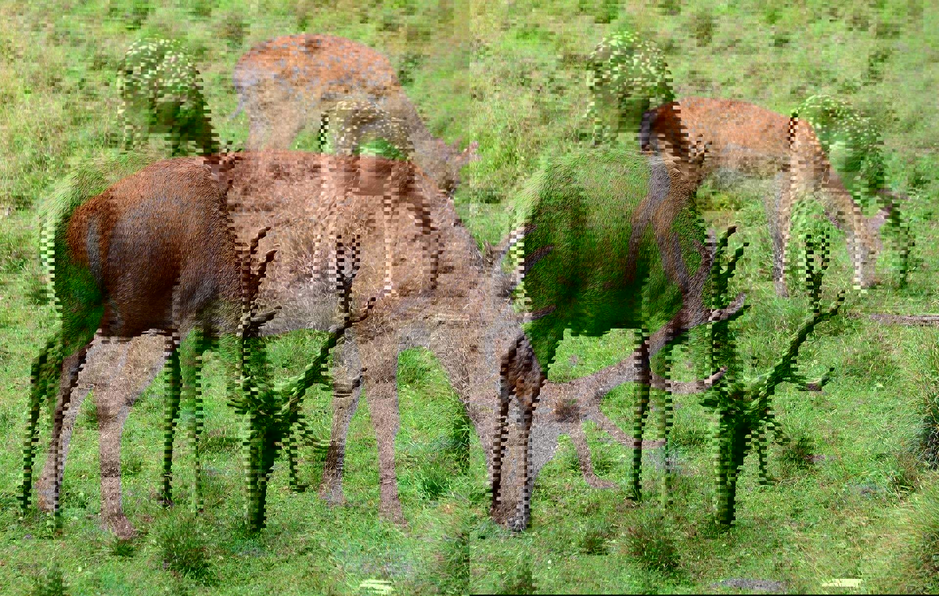 Animali selvatici in Alto Adige - Come comportarsi Animali selvatici in Alto Adige - Come comportarsi