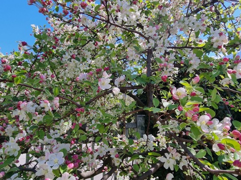 Apfelblüte