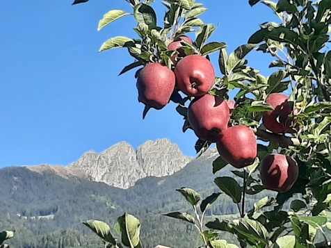 APPARTAMENTO APFELOASE image 9