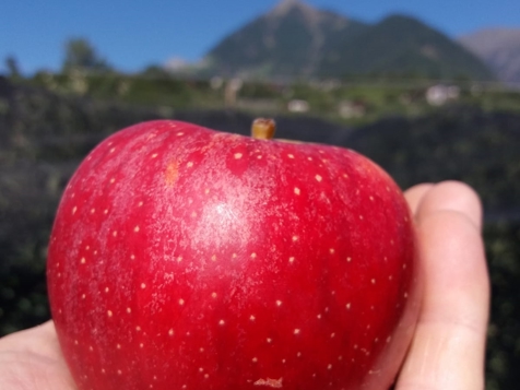 APPARTAMENTO APFELTRAUM image 10