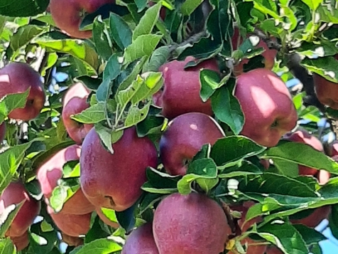 APPARTAMENTO APFELTRAUM image 12