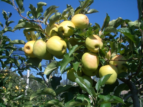 APPARTAMENTO APFELTRAUM image 8