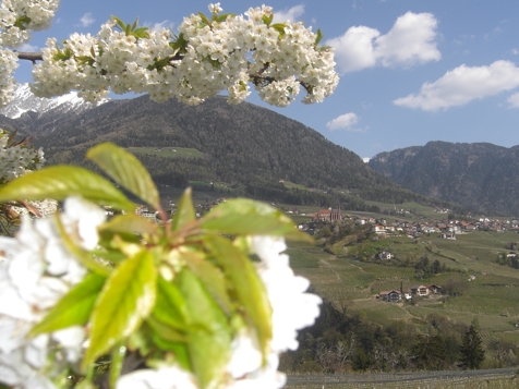 APPARTAMENTO APFELTRAUM image 9