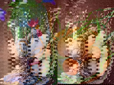 APPARTAMENTO MONTE SPICO image 8