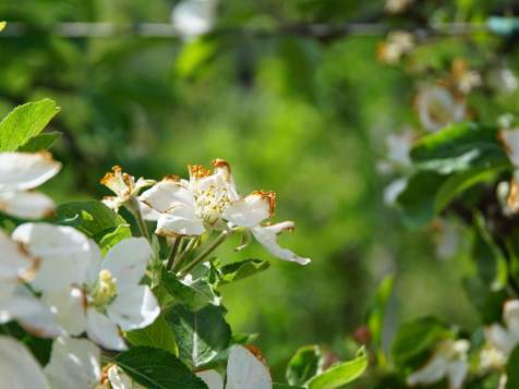 Apple blossom in Marling