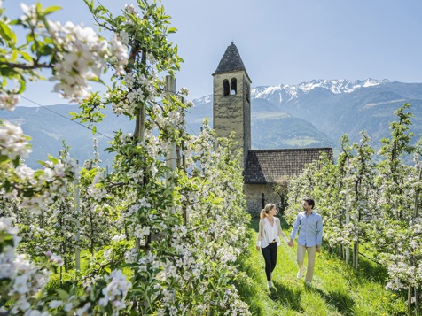Apple blossom in Naturno