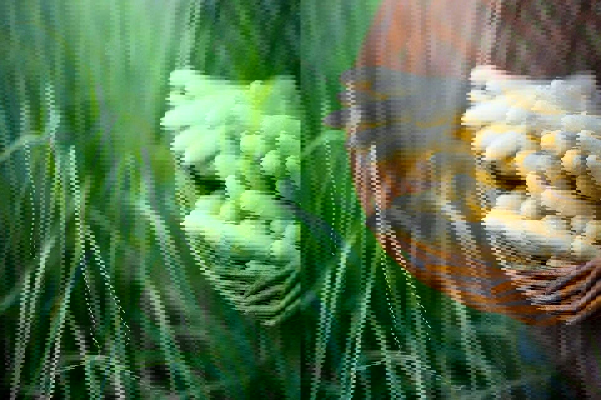 Asparagus - Scent of spring Asparagus - Scent of spring