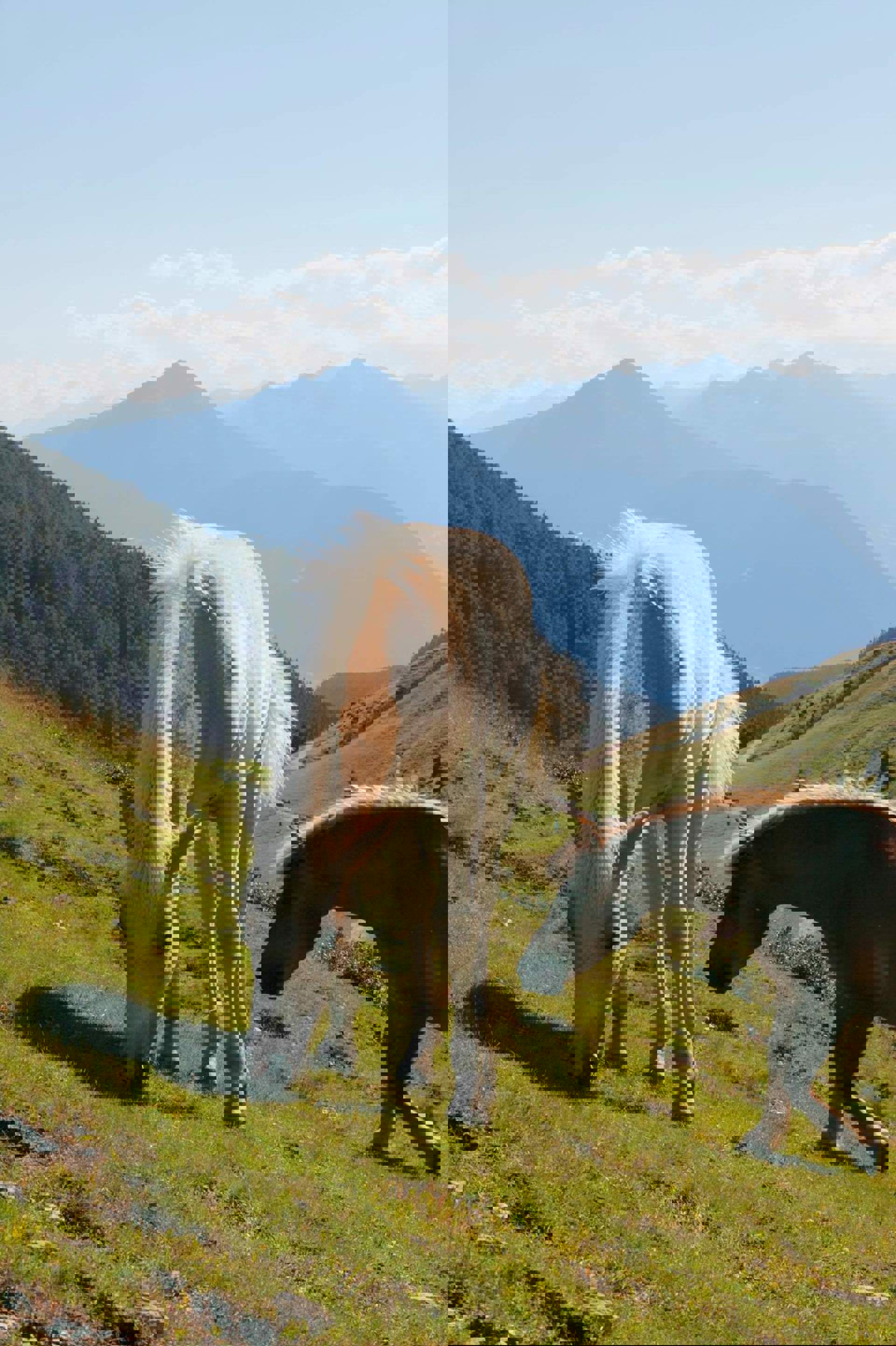 Avelignesi su una malga Avelignesi su una malga