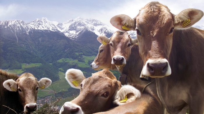 Bauernhof Residence Leierhof in Rodeneck - 3 flowers Farm stay - www