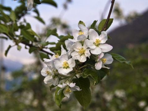 Blütenzauber Camping Stellplätze - 7 Tage