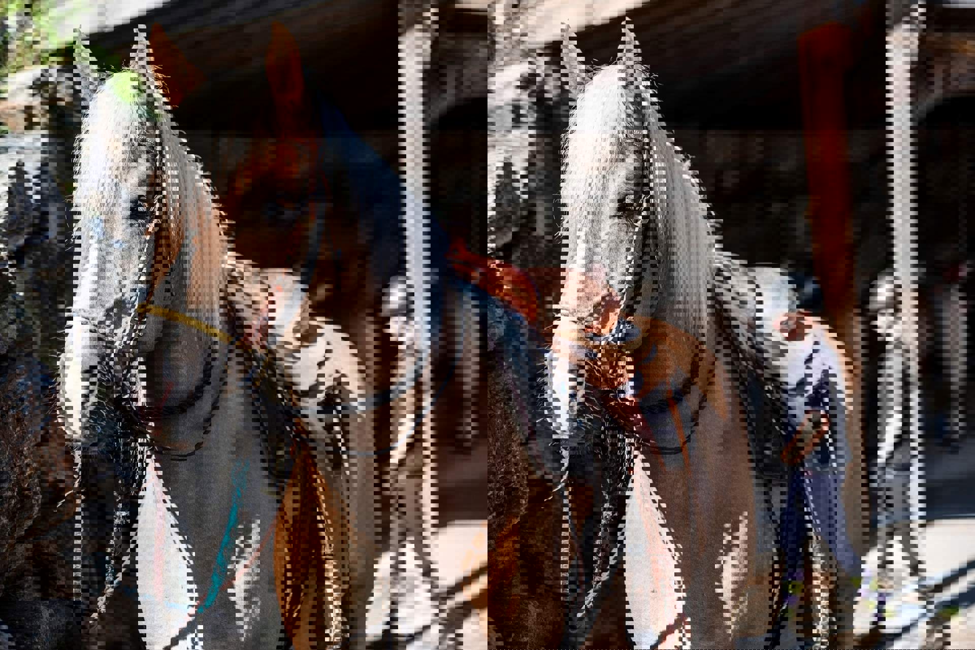 Cavallo Haflinger in Valle Isarco Cavallo Haflinger in Valle Isarco