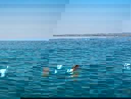 Cigni - Lago di Garda