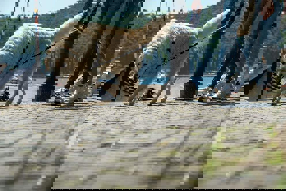 Con il cane sul lago di Garda