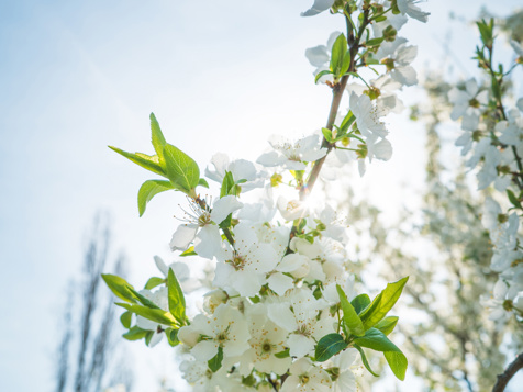 E Bike Blossom Days