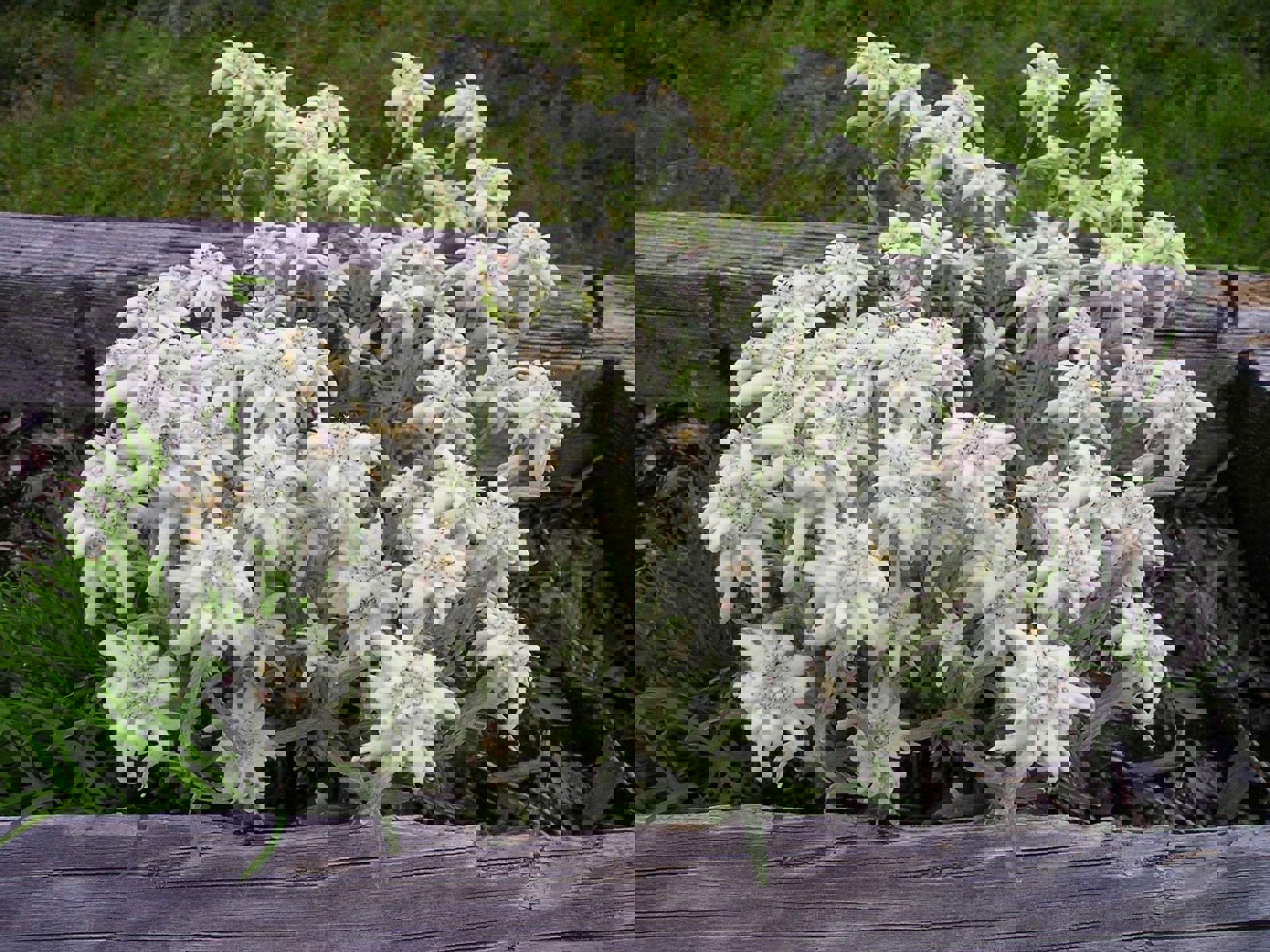 Edelweiß Edelweiß