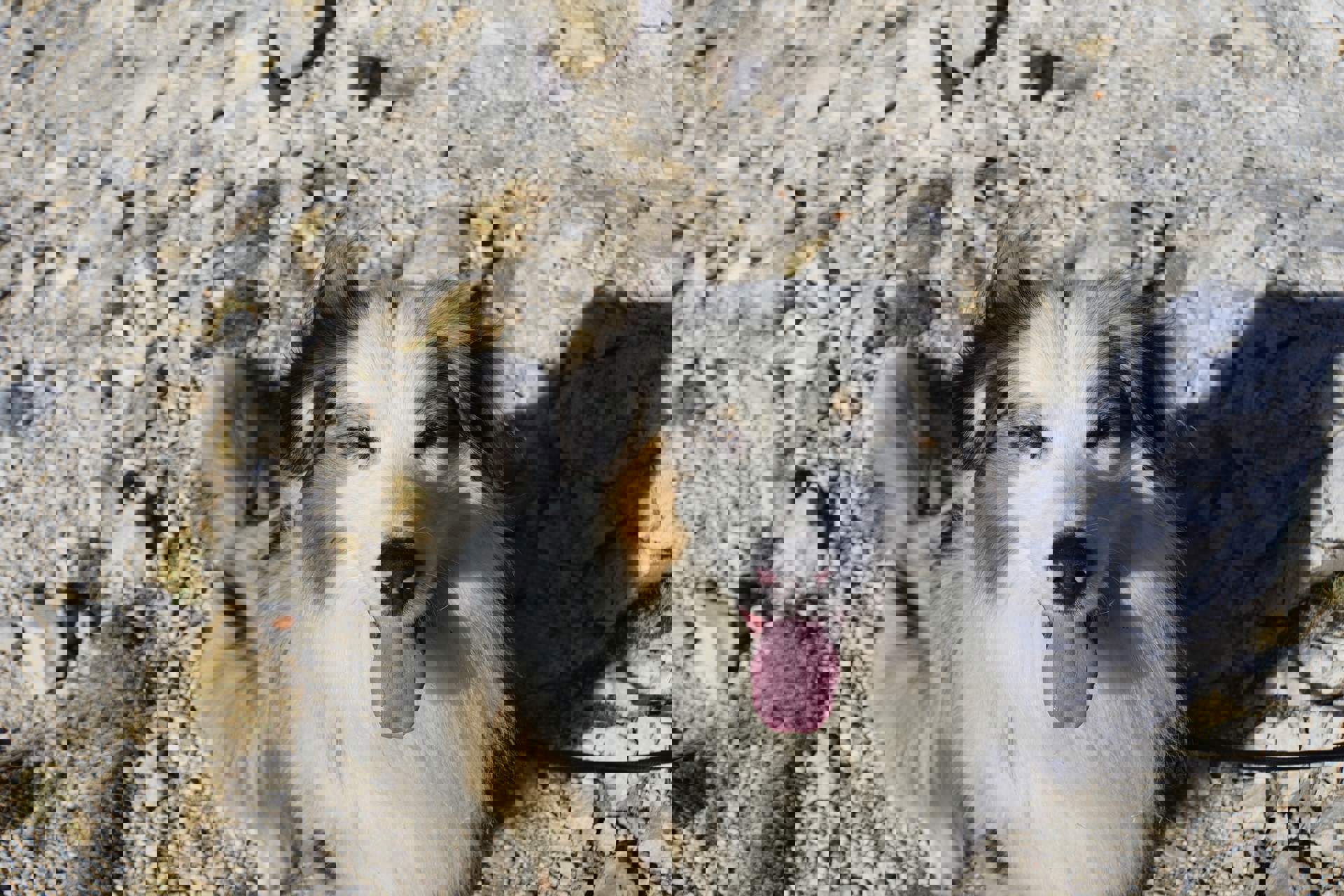 Escursioni con il cane in Alto Adige. Escursioni con il cane in Alto Adige.