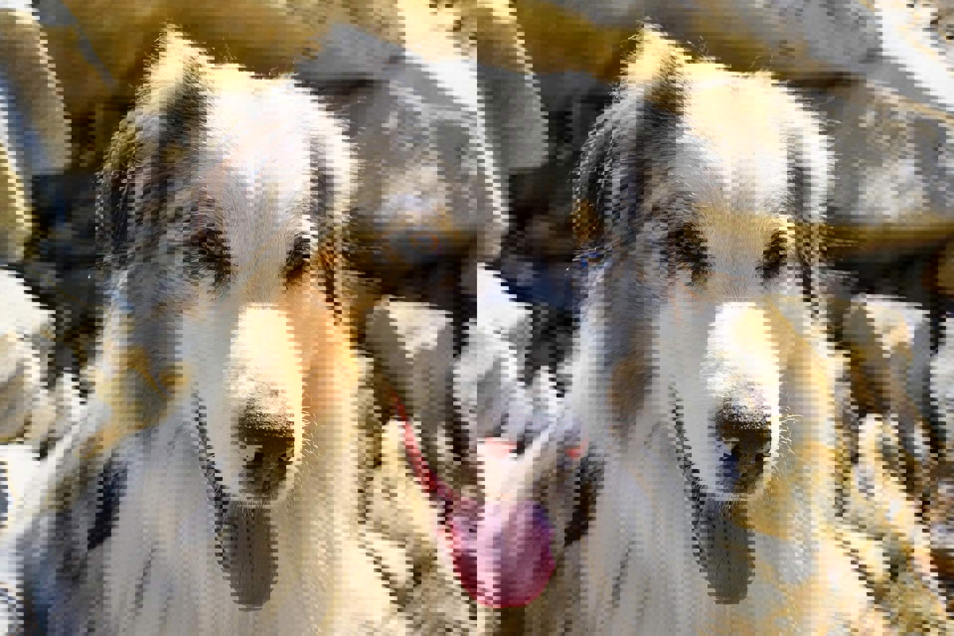 Escursioni con il cane in Alto Adige. Escursioni con il cane in Alto Adige.