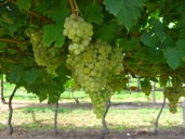 Giornate del Riesling