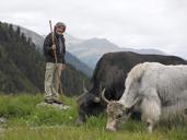 Transumanza degli Yak