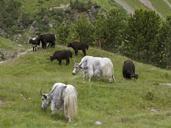 Transumanza degli Yak