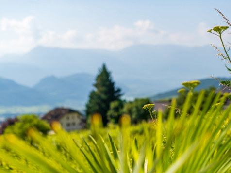 Ferienwohnung Sonnenblume image 16