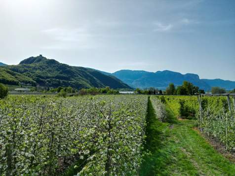 Fioritura dei meli in primavera in Alto Adige, con le montagne sullo sfondo