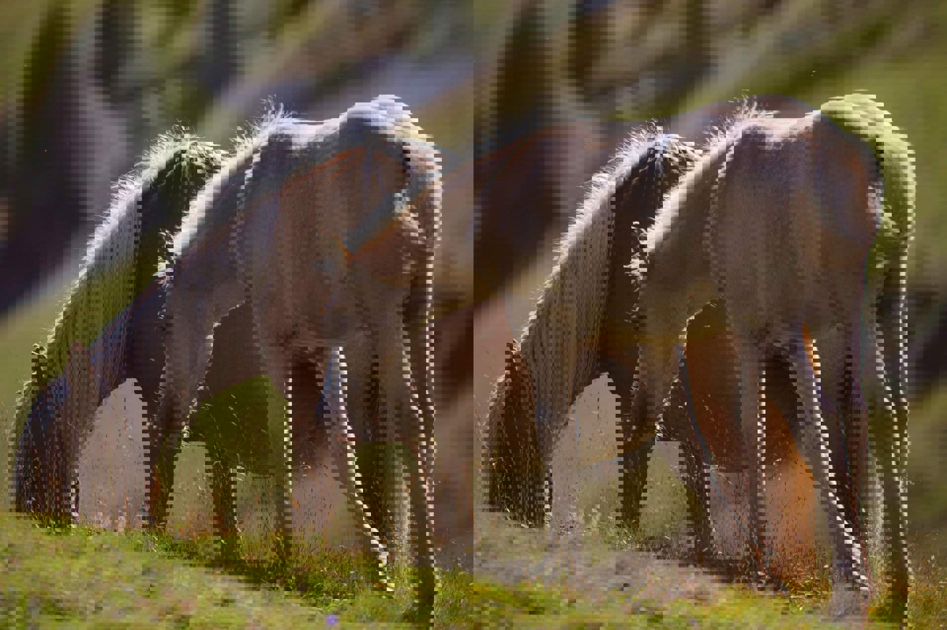 Foal and mare Foal and mare