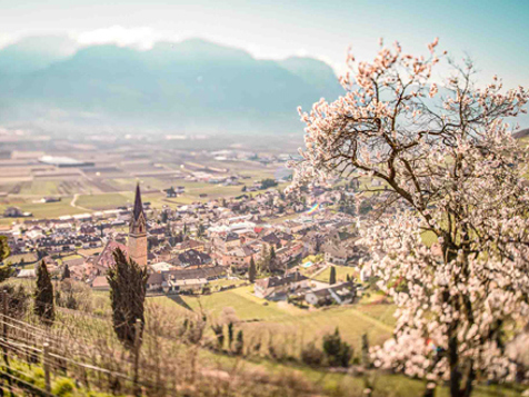 Tramin, Frühling