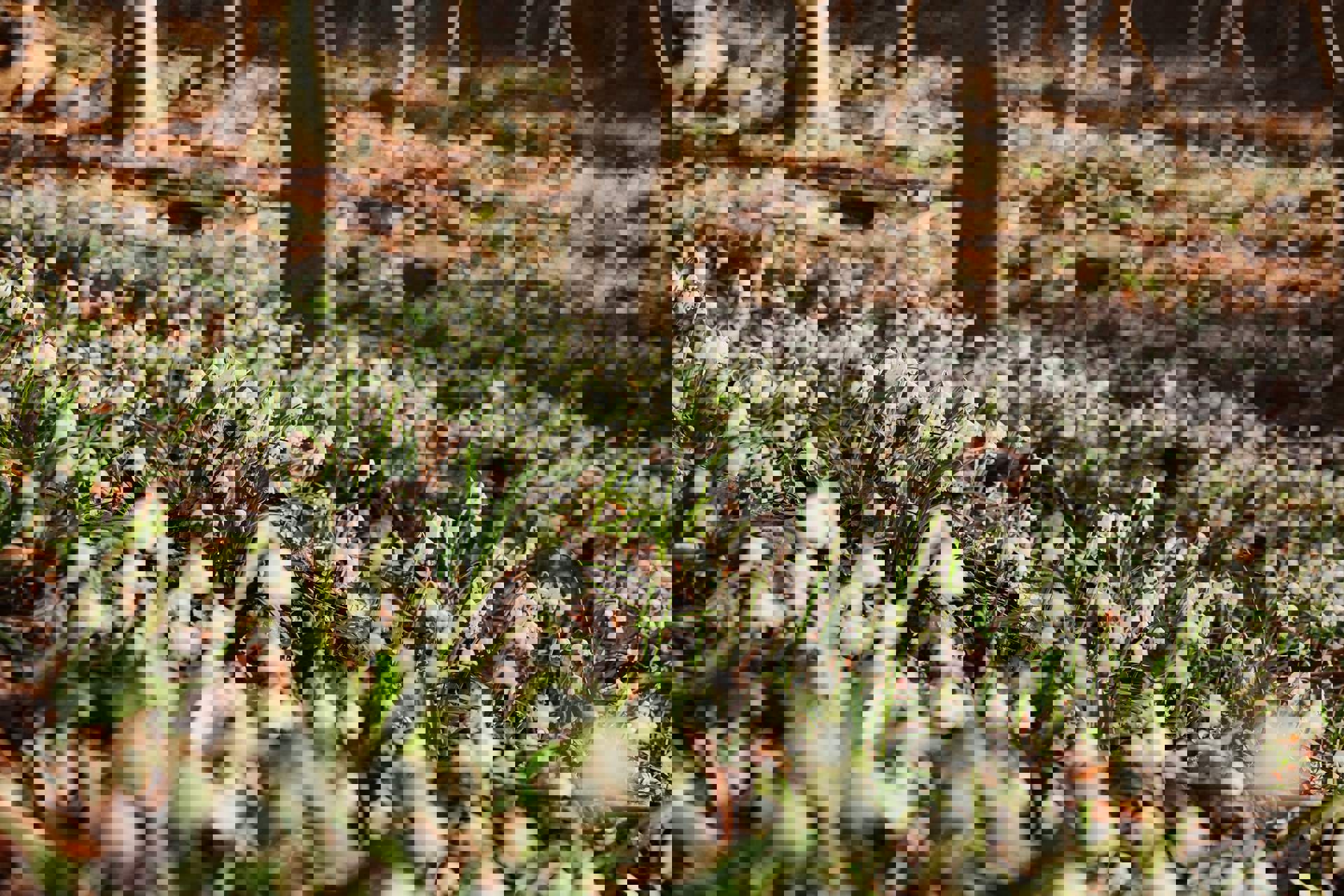 Frühlingstal Frühlingstal