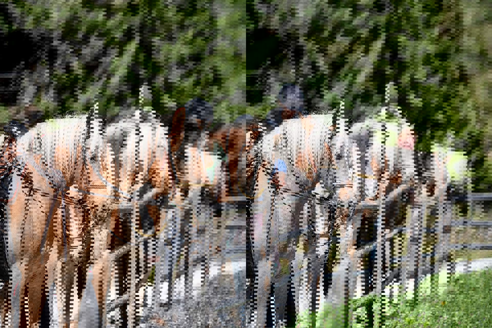 Haflingerpferde Haflingerpferde