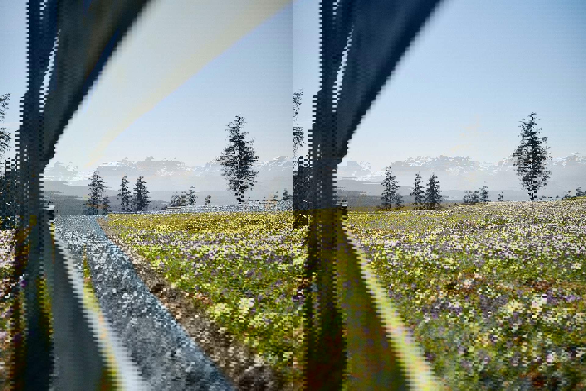 Krokusblüte in Südtirols Bergwelt Krokusblüte in Südtirols Bergwelt