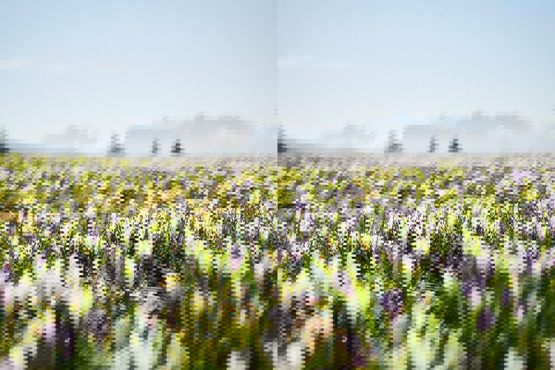Krokusblüte in Südtirols Bergwelt Krokusblüte in Südtirols Bergwelt