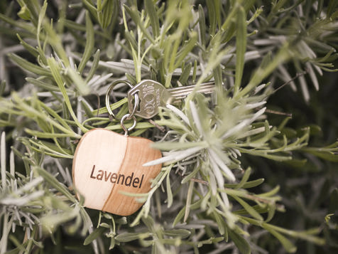Lavanda image 16