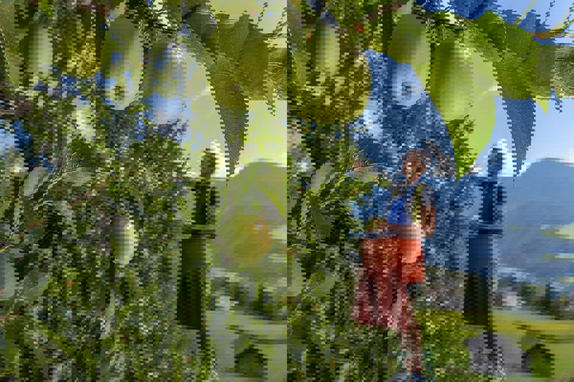 Mele - Gallo Rosso Mele - Gallo Rosso