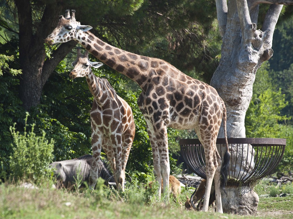 safari zoo bussolengo