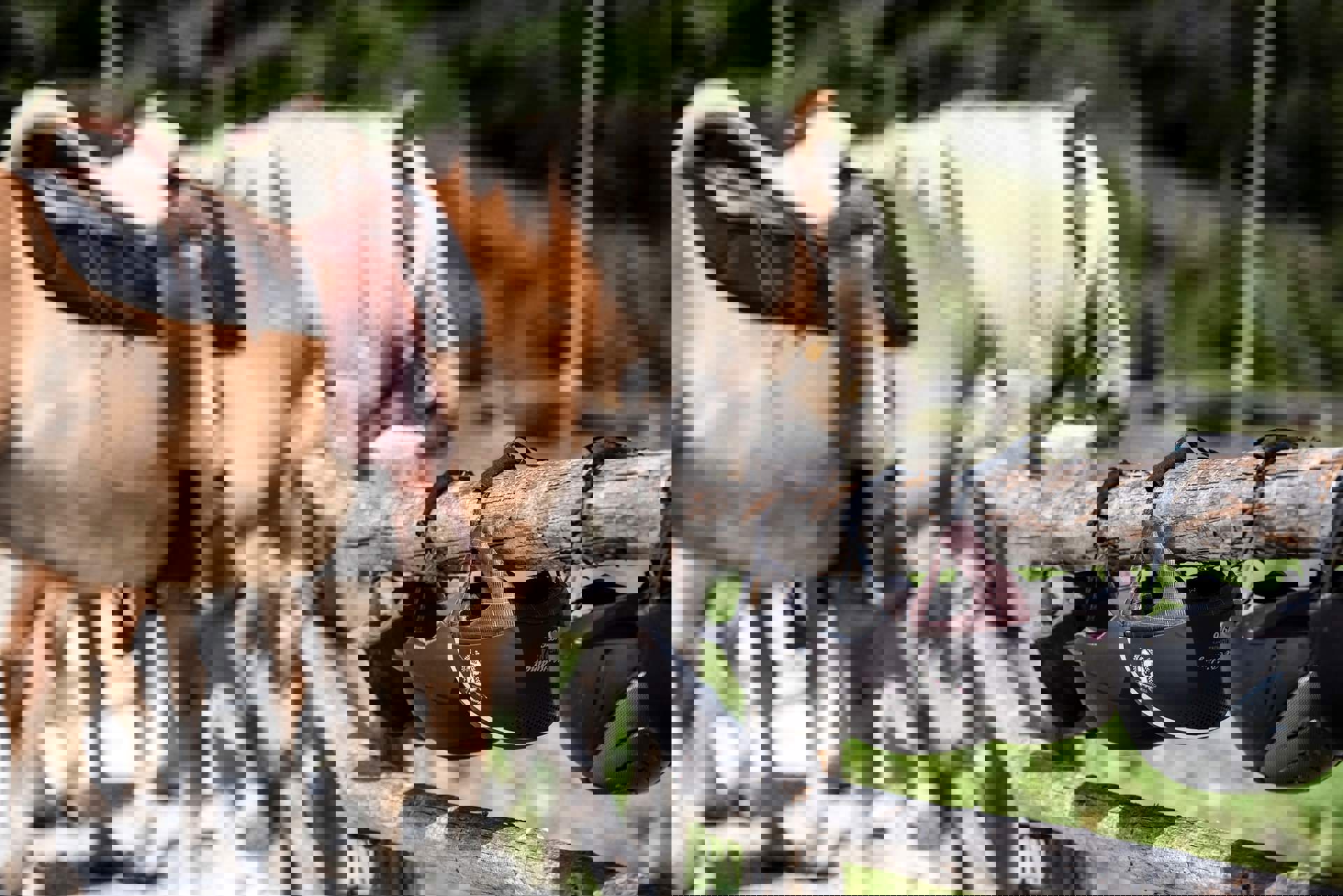 Pronti per escursioni a cavallo nella Valle Isarco Pronti per escursioni a cavallo nella Valle Isarco