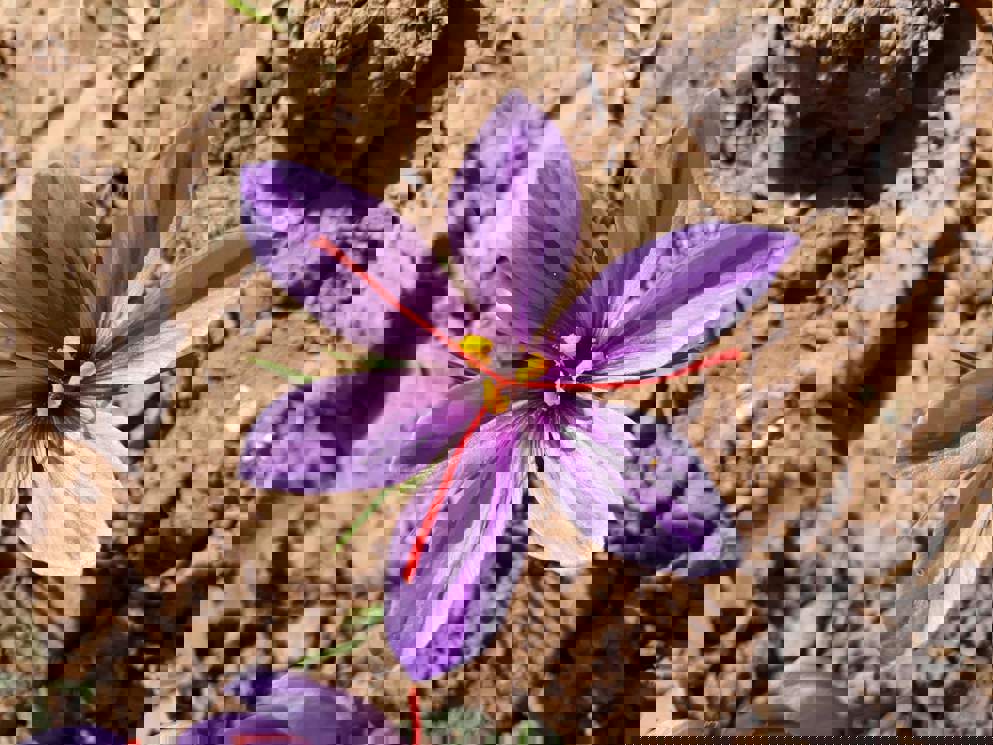 Saffron from Lake Garda